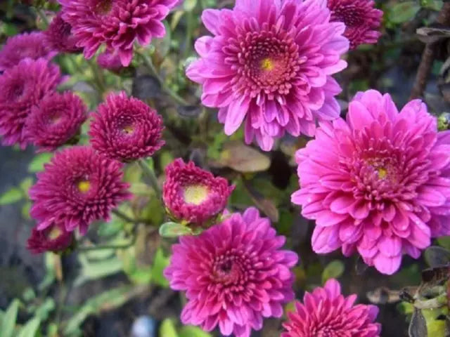 Baltica - Pink