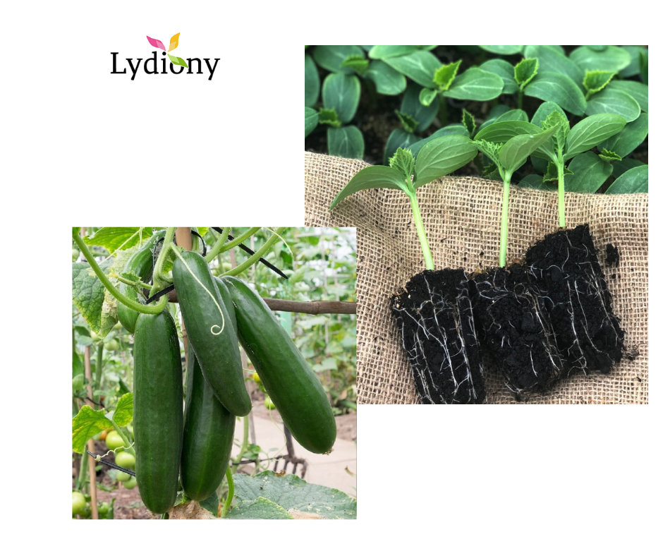 Lebanese Cucumber