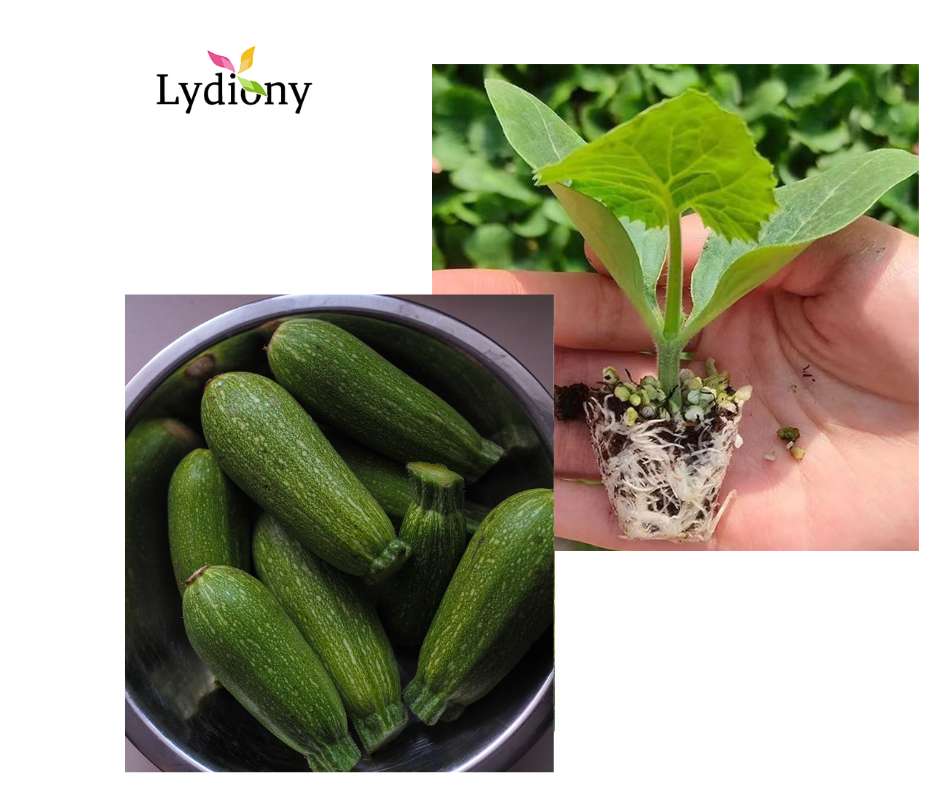 Lebanese Zucchini