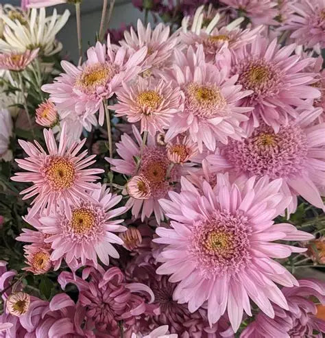 Money Maker - Pink