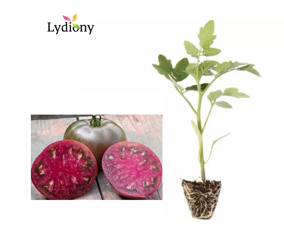 Cherockee Purple