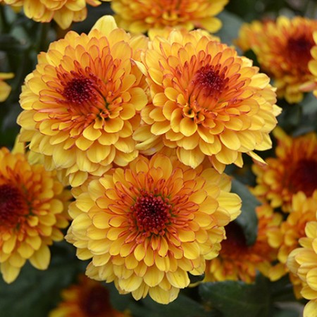 Lollipop - Yellow