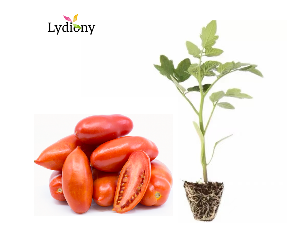 San Marzano