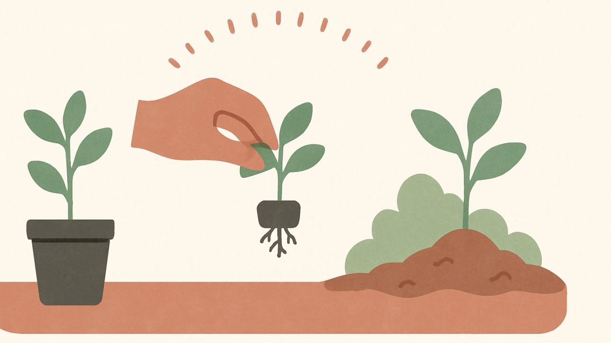 Tomato Transplanting: 20-Day Growth Management