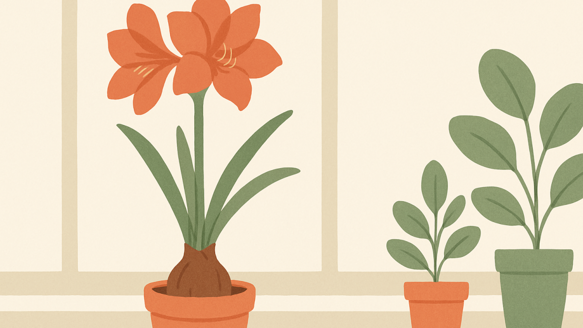 How to Plant and Care for Hippeastrum (Amaryllis) Bulbs