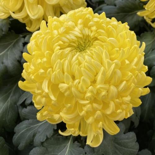 King's Pleasure - Yellow